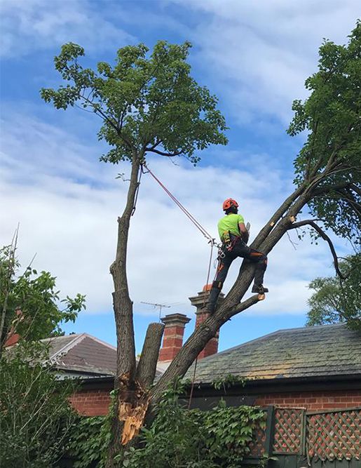 A man in green shirt on top of tree.