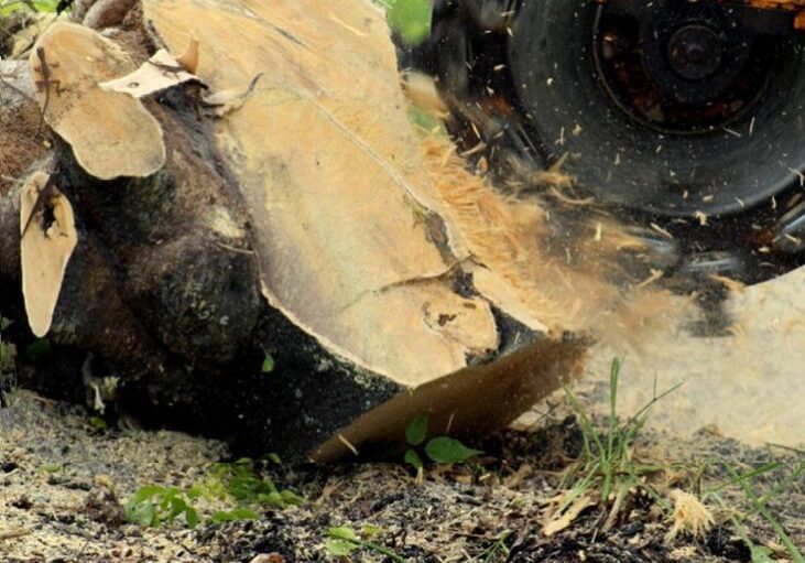 A tree stump being cut by a tractor.